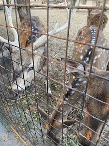 Deer Park