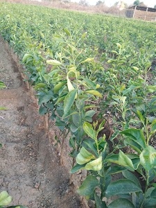 Katole Nursery