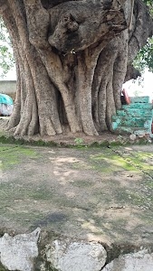 Bharari