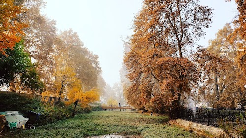 Chinar Bagh