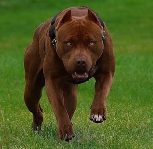 Dogs Review
