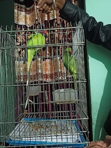 Rani betiya