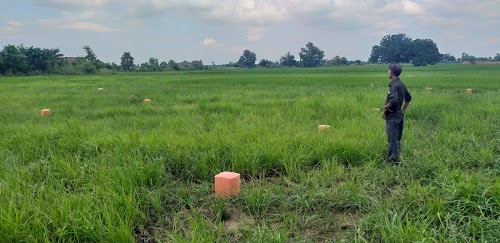 Jaunpuri