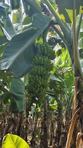 Kasmir Fruit Company (KFC)