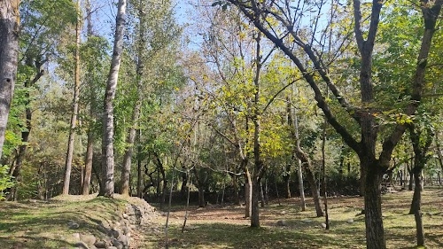 Village Walnut Tree Nursery