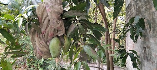Bolbamni