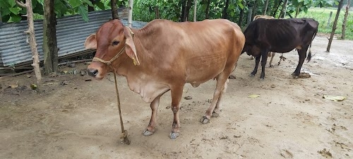 Sahiwal Milk Dairy And Organic Agriculture Farms Lar Bazar Deoria