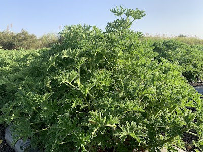 Karale Geranium Farms