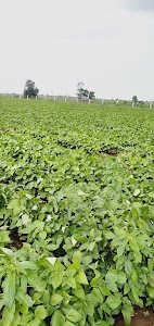 Khamta