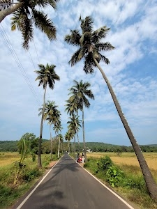 Parra coconut tree road