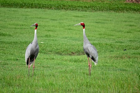 Dhanauri Wetlands