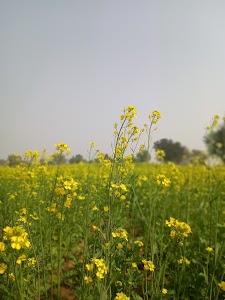 Khandwa Patta Churu