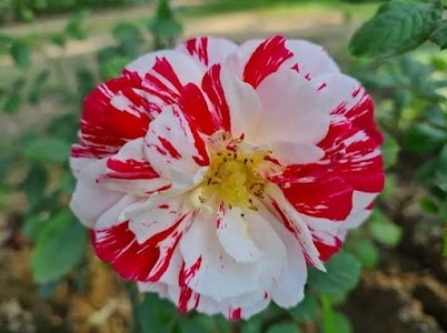 ROHIT KUMAR SHOP (R)