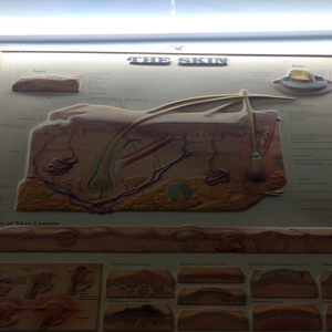 Dr Alka Gupta Clinic