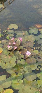 Nobabgong National garden