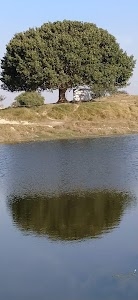 Dharsauna