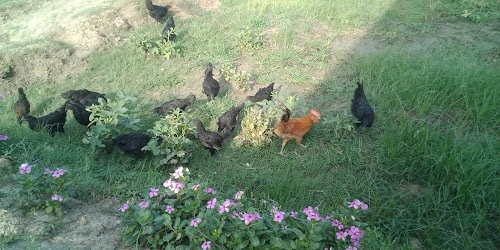 Deshi poultry farm