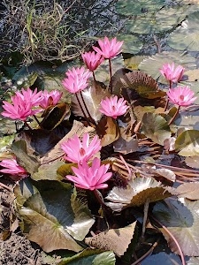 Vadi Faliya