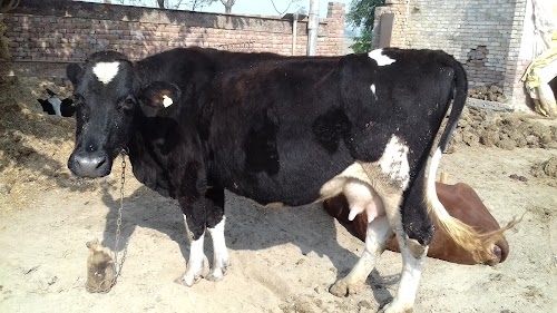 Talwinder Dairy Farm