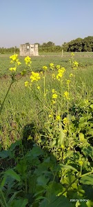Nathubhai farm