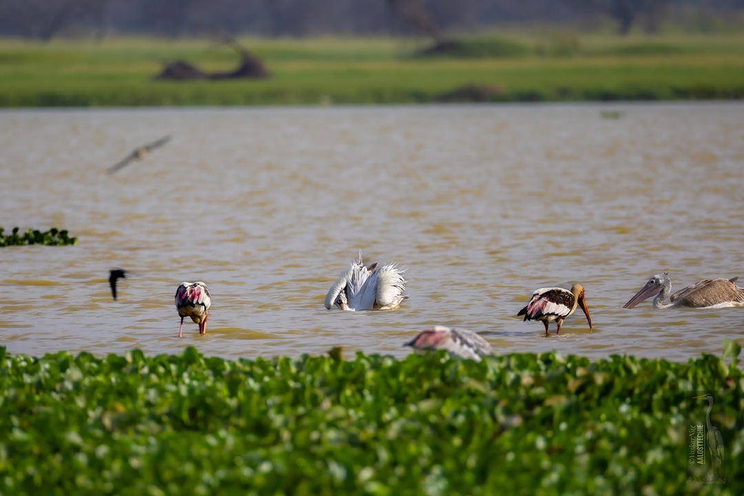 Hoskote Lake