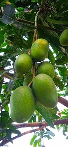 মানিক সাগর সাথী