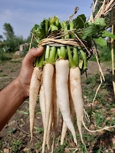 Half Acre Organic Backyard Farm