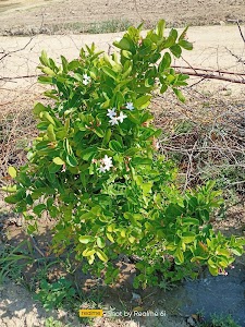 manubhai saraan