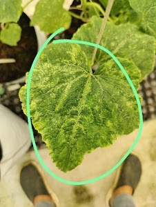 Rijk Zwaan India Seeds Pvt Ltd