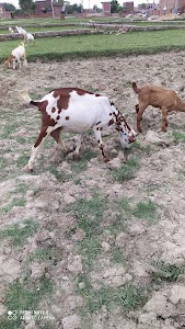 Goat Farm Fariya