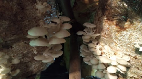 REKHA MUSHROOM AND SEED CENTRE