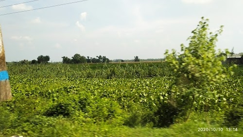 Sarisha