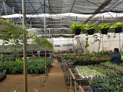 Papaya's Nursery