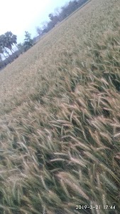 Chintamanpur Bagwa