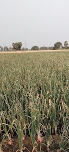 Department of Agriculture