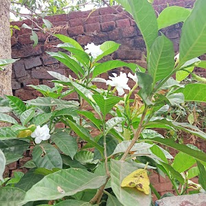 Mahakavi Vineet Vikram bouddh dwar
