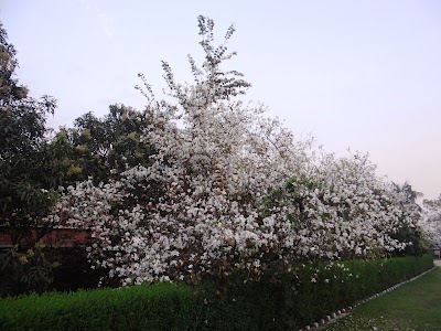 Sonbarsa