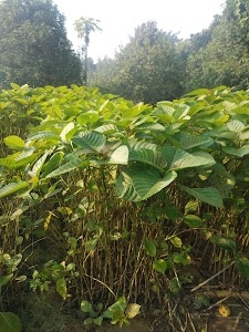 Government Nursery