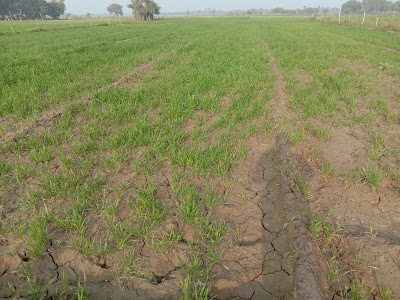 Gokulpur