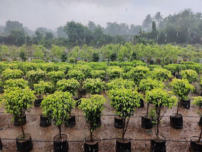 Roses Nursery