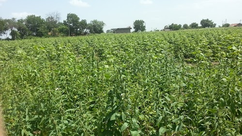 Kodiya