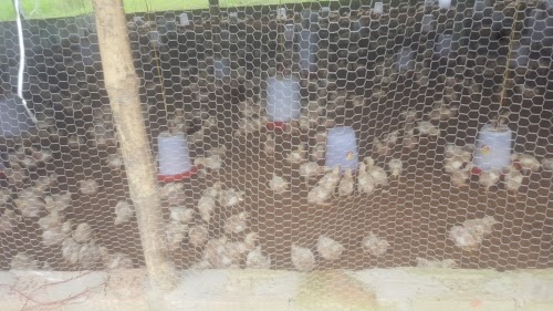 SHAKIR POULTRY FARM