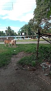 Dubajote Primary school