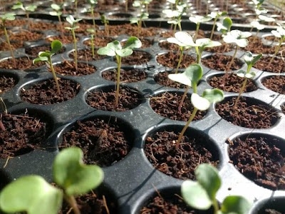 Naturalis Farms & High-Tech Nurseries