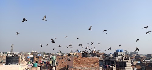 Nihal Vihar II, Nangloi