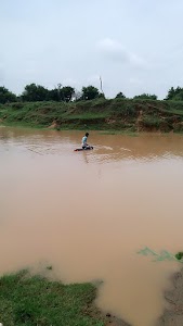 Piparda