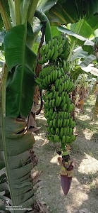 Kisan Biotech Nursery