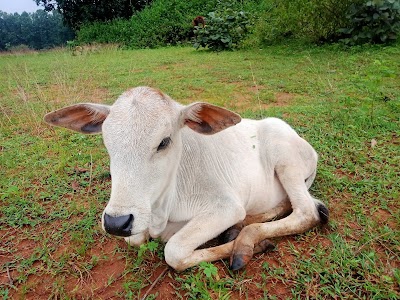 Sahilong