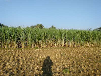 Borapura