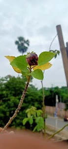 Shivala Par